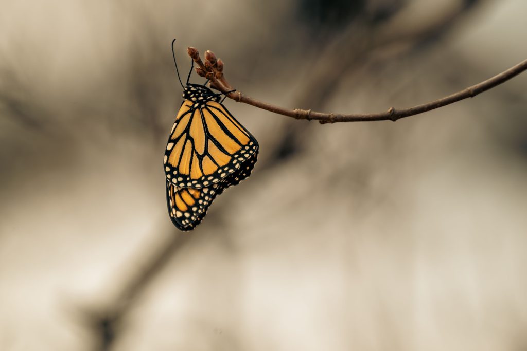 Un papillon monarque accroché à une branche nue, ailes repliées